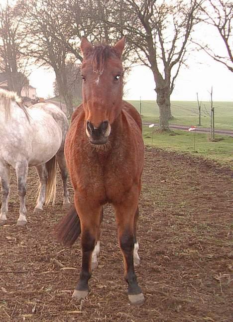 Anden særlig race Tanja billede 5