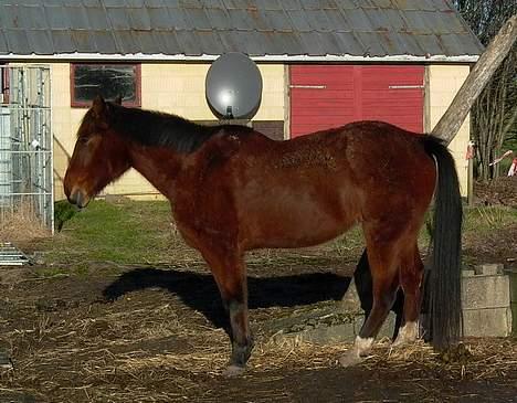 Anden særlig race Tanja billede 6