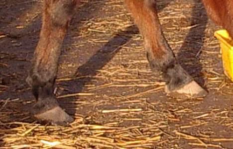 Anden særlig race Tanja billede 7