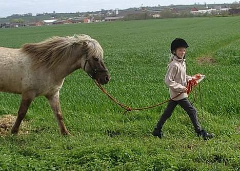 Islænder Silfurfaxi - Du kan læse Silfurfaxis dagbog på min hjemmeside - www.superheste.dk billede 10