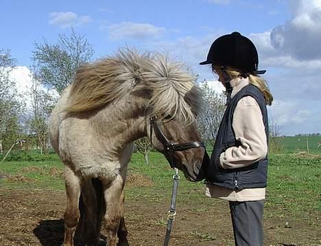 Islænder Silfurfaxi billede 11