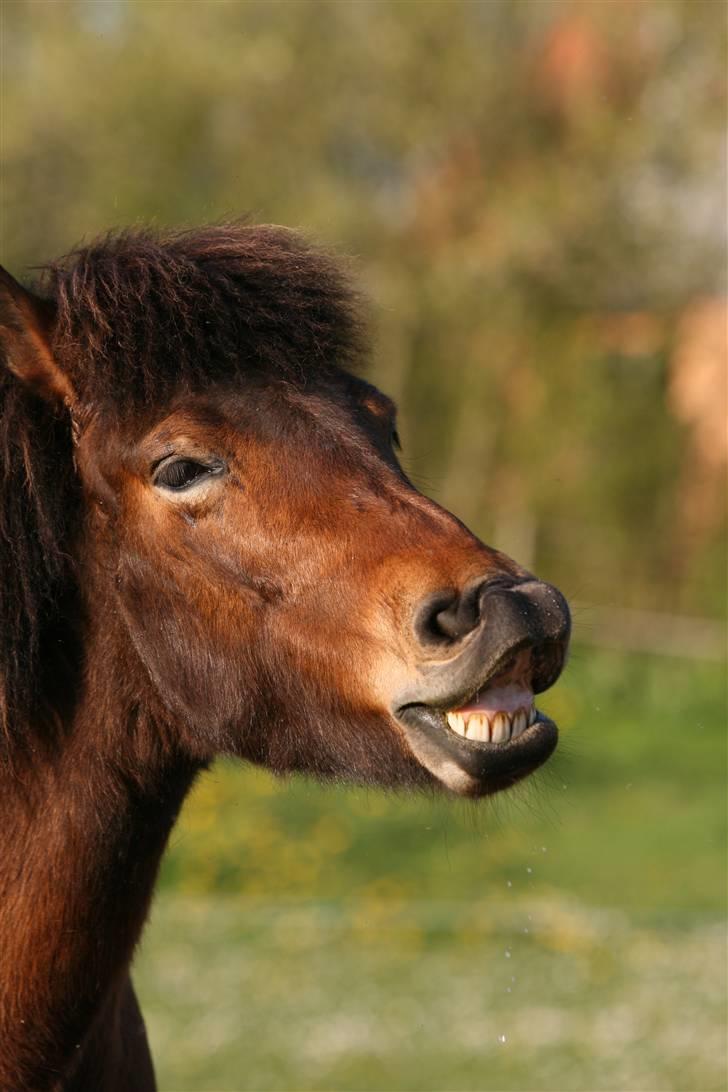 Islænder Assa fra Drostrup - Smiiil til fotografen. Maj 08 billede 19