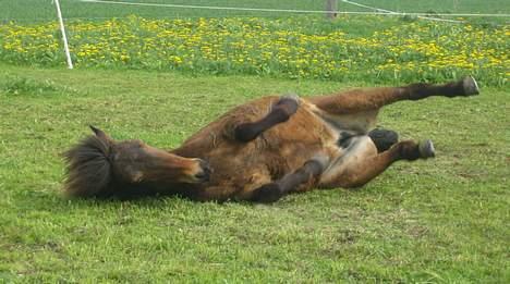 Islænder Assa fra Drostrup - Skønt med en rulletur efter en ridetur. billede 20