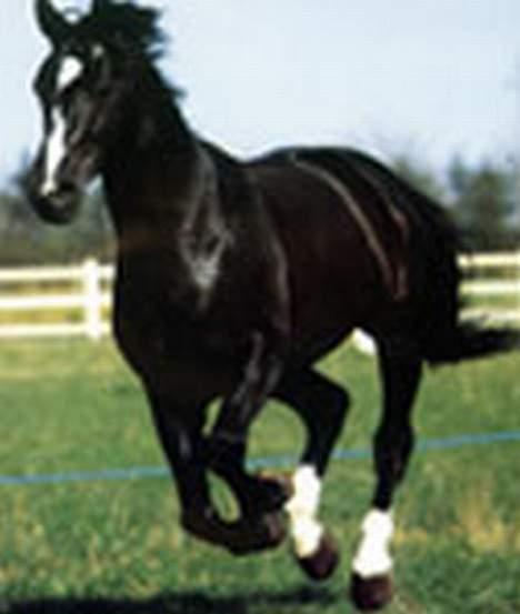 Dansk Varmblod Scarlet - Her har vi ham den lækker... Diamond... Scarlets morfar :D billede 13