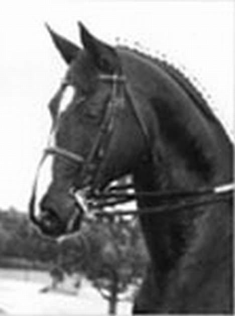 Dansk Varmblod Scarlet - Diamond igen...  billede 14