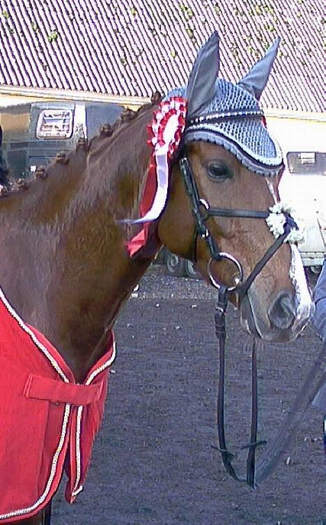 Anden særlig race <3Kashmir Mit et og alt<3 - MiiiN Kasser vinder af Husbørsen Cup HEST 2005 =) wee billede 11