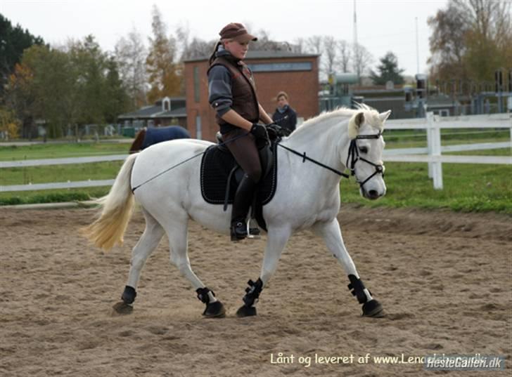 Connemara Josefine<3 - dressur på augstenborg da vi var der ude billede 7