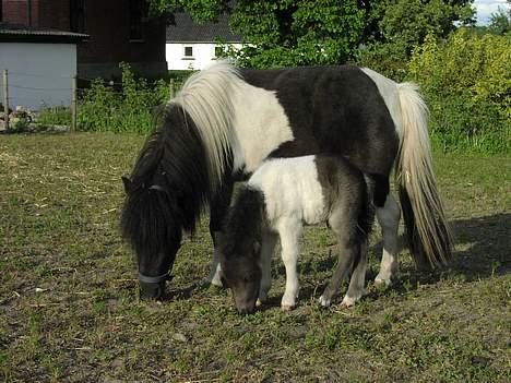 Miniature kastaniens Felix SOLGT - felix og mor melissa billede 4