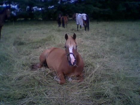 New Forest Casanova (SOLGT) billede 6