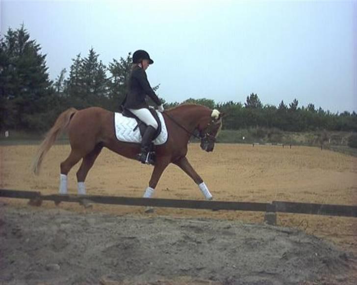 New Forest Casanova (SOLGT) billede 7