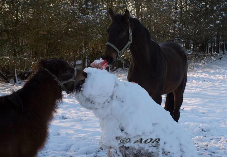 Anden særlig race Sera. R.I.P 2-9-10 - Så ska der spises ; D billede 4