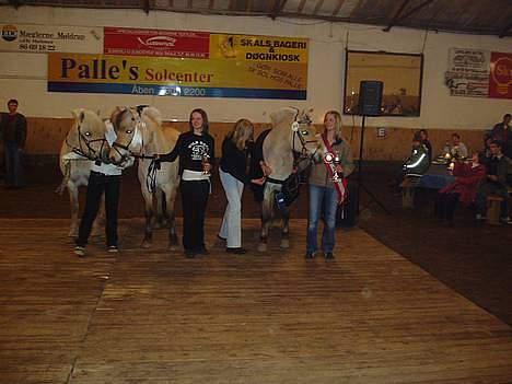 Fjordhest Laban - Aflivet. - Laban helt ude til venstre, da vi blev nr. 3 til DM :D billede 3