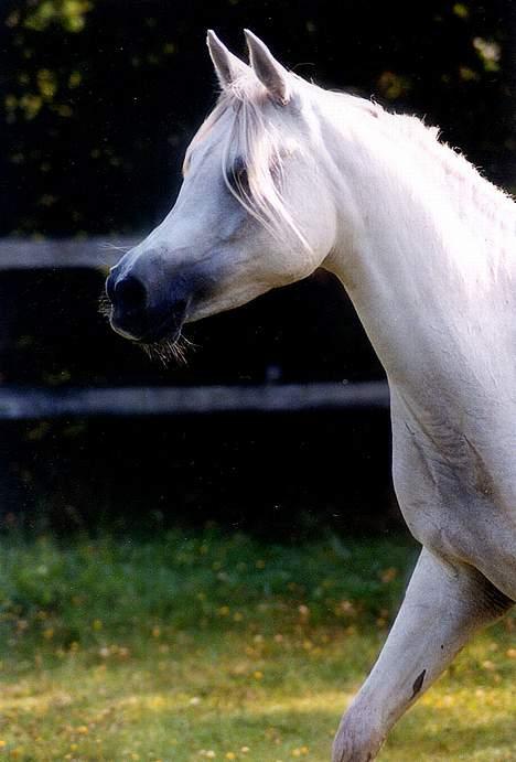 Arabisk fuldblod (OX) Sherifa SCID/CA fri - 2004 billede 3