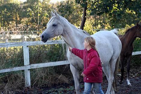 Arabisk fuldblod (OX) Samarrah SCID/CA fri - Samarrah & Melissa okt 2005 billede 7