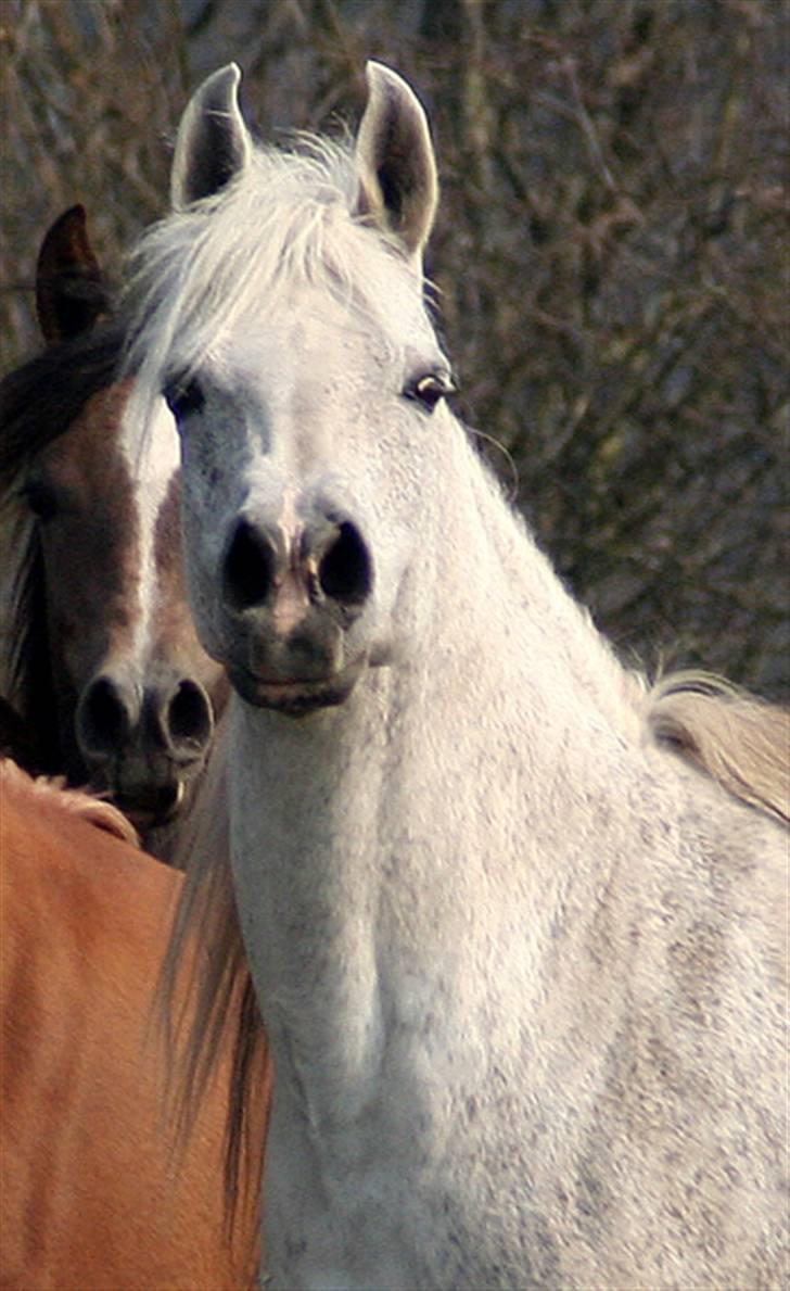 Arabisk fuldblod (OX) Samarrah SCID/CA fri - Samarrah 19 år 2009 billede 8