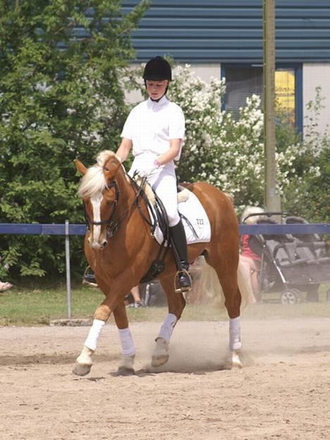 Tyroler Haflinger Alain - Landsskue 2006 billede 16