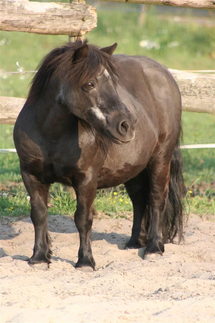 Shetlænder Tulle - min "gamle" tøs... som har hjulpet mig meget her i livet billede 1