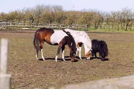 Shetlænder Tulle - her går hun som barnepige for min hoppe og hendes hel søster billede 2