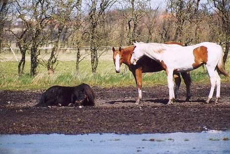 Shetlænder Tulle - kan man ikke andet. så kan man være babysitter billede 3