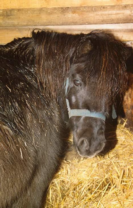 Shetlænder Tulle - dejlige Tulle.. billede 4