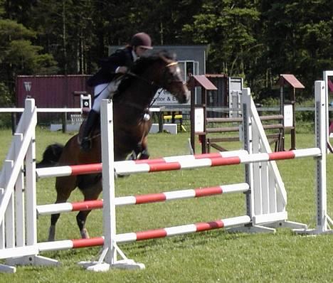 Anden særlig race Jussie *solgt* billede 15