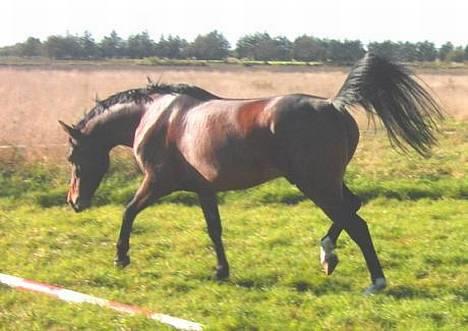 Anden særlig race Jussie *solgt* - jussie<3 billede 19