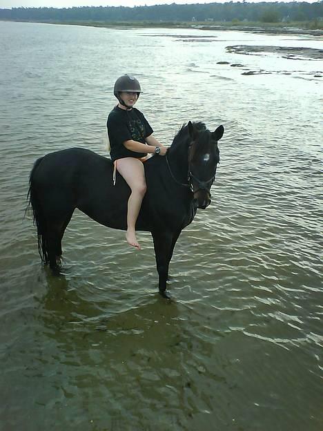 Irsk Sportspony Ardfield  Woodie - solgt  - Her er vi på stranden d 30 september det var dejligt at bade sammen billede 16