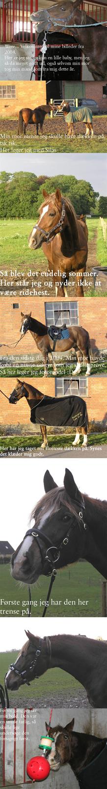 Welsh Cob (sec D) Sondergardens Look At Me  - Billeder fra 2004 billede 18