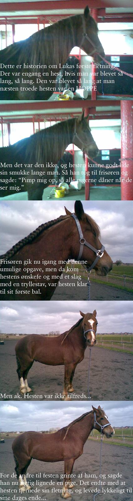 Welsh Cob (sec D) Sondergardens Look At Me  - 2007: Historien om Lukas første fletning *gg* billede 19