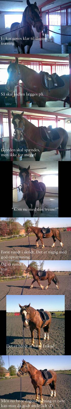 Welsh Cob (sec D) Sondergardens Look At Me  - Maj 2007: Træning af Lukas billede 20