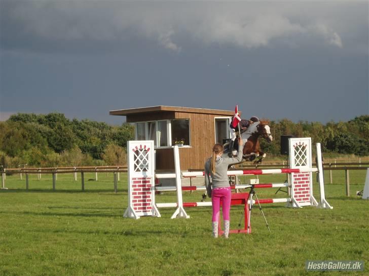 Pinto Caroline - I guldager. ma. billede 6