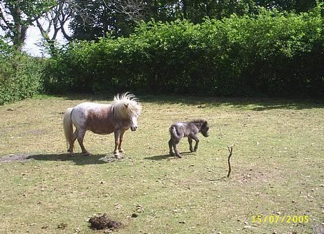 Miniature Leandro (Bølle) (Solgt) - Leandros føl fra 2005 billede 7