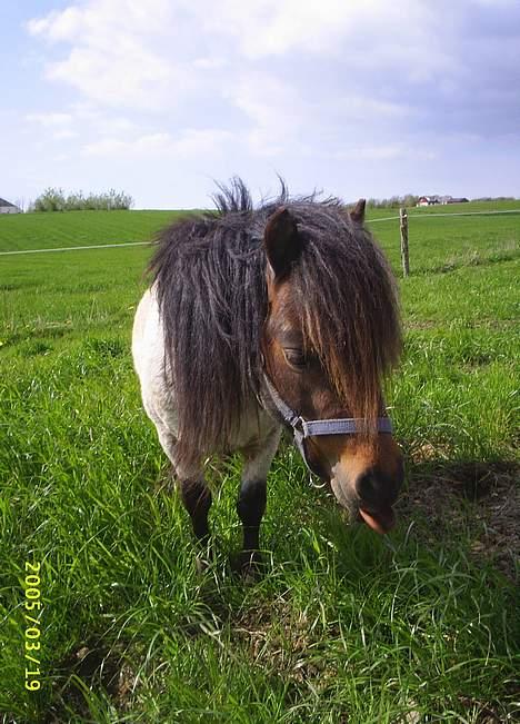 Miniature Leandro (Bølle) (Solgt) - Han har vidst smagt noget han ikke kunne li.. Hehe...Eller også synes han bare han fik lyst til at række tunge af mig... ?? Hehe... billede 9