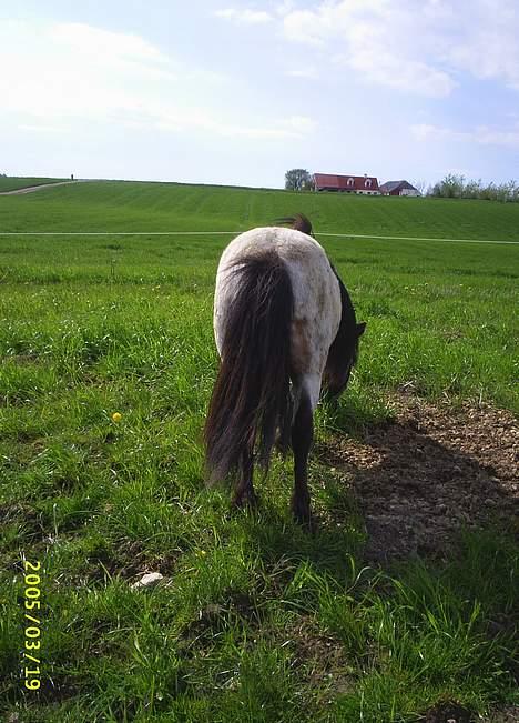 Miniature Leandro (Bølle) (Solgt) - Når enden er god, er alting godt... :D billede 11