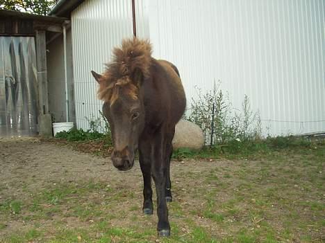 Islænder Passia billede 2