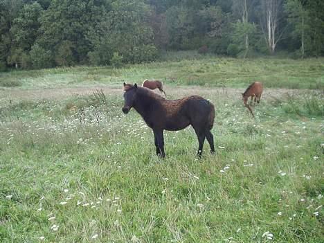 Islænder Passia billede 3