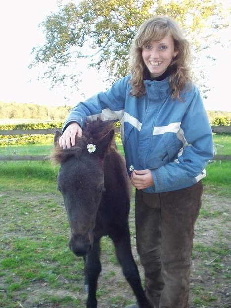 Islænder Passia billede 4