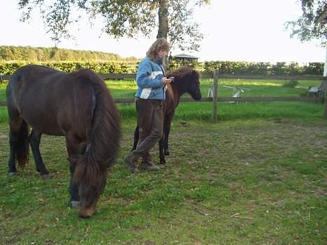 Islænder Passia billede 5