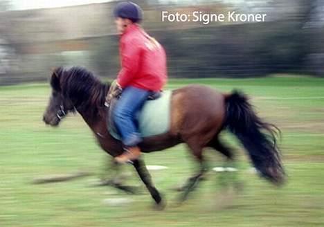 Islænder Hrafntinna fra Hejelte - Galningsrappen løber på ridebanen. Med min søster Anne-Mette billede 10