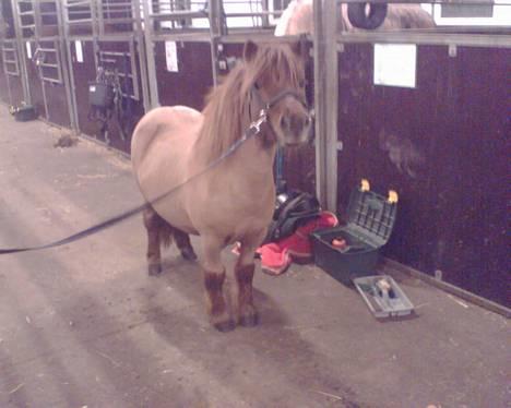 Shetlænder Magic Flame Zigzag <3 - Hvad i al verden er nu det!? Ponyen er blevet klippet ! billede 11