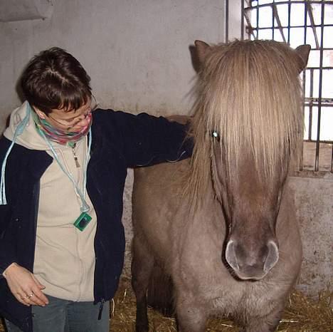 Islænder Silfurfaxi billede 12