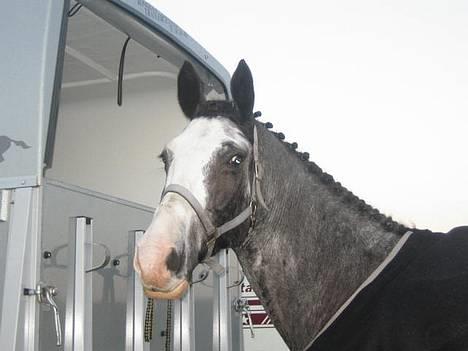 Dansk Varmblod Juncher (R.I.P.) - Smukke Juncher til et stævne i Varde billede 1