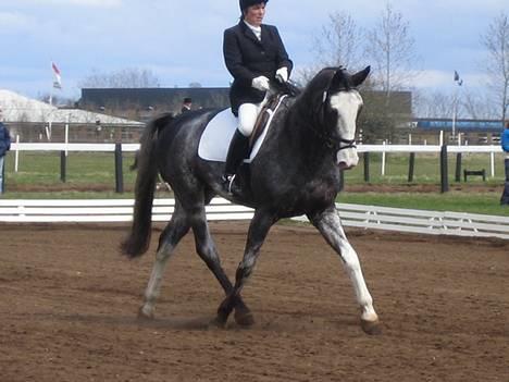 Dansk Varmblod Juncher (R.I.P.) billede 2