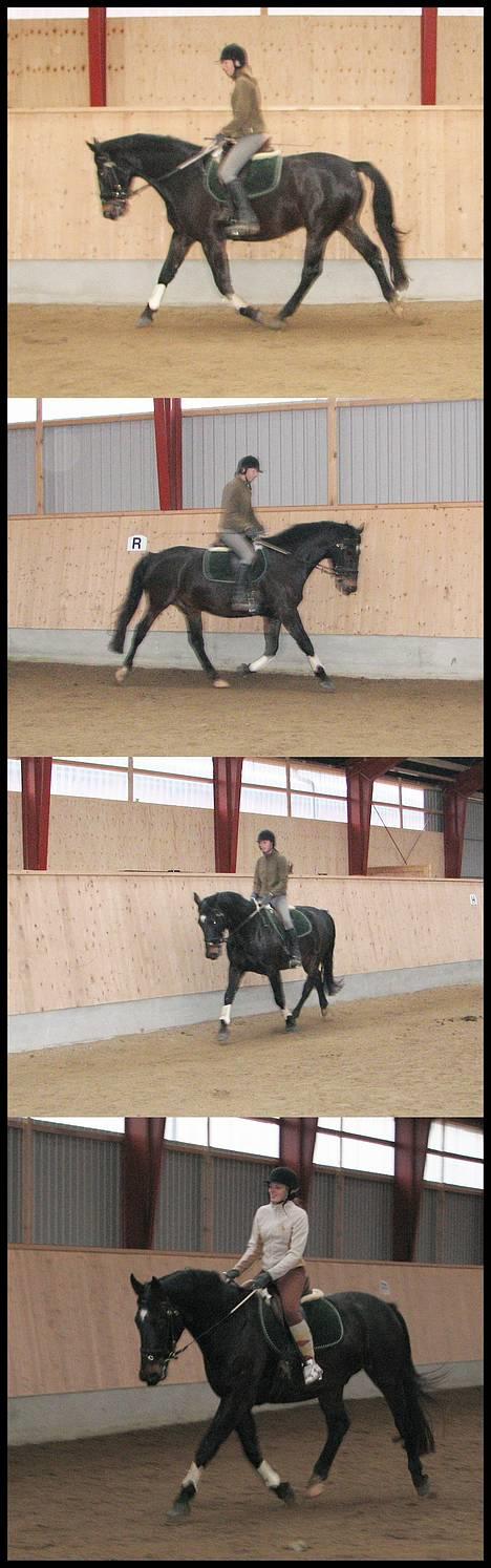 Oldenborg Sigurd Søndervang †  - Ridebiller fra d.19 November 2006. på de 3 første billeder er det mig selv der rider og Julie der rider ham på det sidste :) billede 20