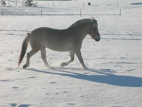 Fjordhest Ågerupgårds Mickey -Solgt - Min dejlige hest i trav... ;o) Januar 2006 billede 19