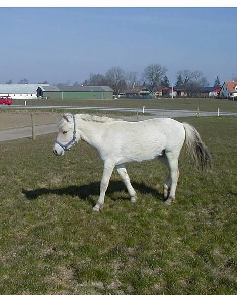 Fjordhest Ågerupgårds Mickey -Solgt - Mickey som årring 2002 - stadig hingst ;) billede 20