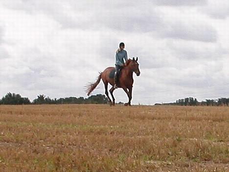 Dansk Varmblod Isabella † - Isabella og jeg på jorde tur på marken. d. 28 august 2005  billede 13