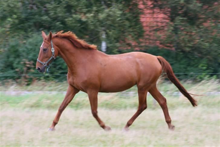 Dansk Varmblod Isabella † - Isabella i trav på folden d. 8 September 2007 billede 14