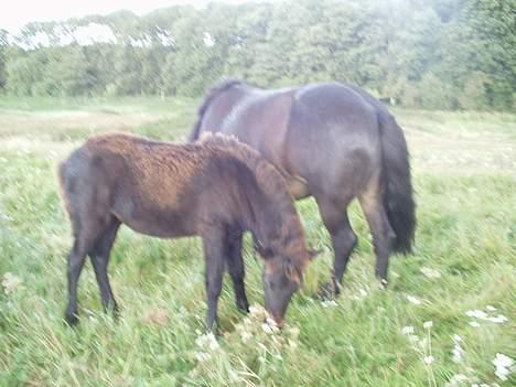 Islænder Passia billede 8