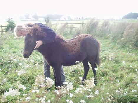 Islænder Passia billede 9